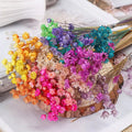 DREA 30pcs/bunch Brazil Dried Mini Glixia Star Flowers Blossom Dry Daisy Flower Dried Flowers and Plants