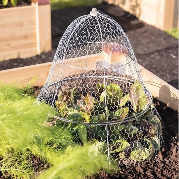 Sturdy Waterproof Chicken Wire Cloche Plant Protector Cover Metal Cage Garden Protection for Plants and Seedlings