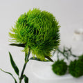 Real Touch Dianthus Viridis Mini Grass Ball New Design Artificial Greenery Ornament for Home Table Christmas Graduation Decor