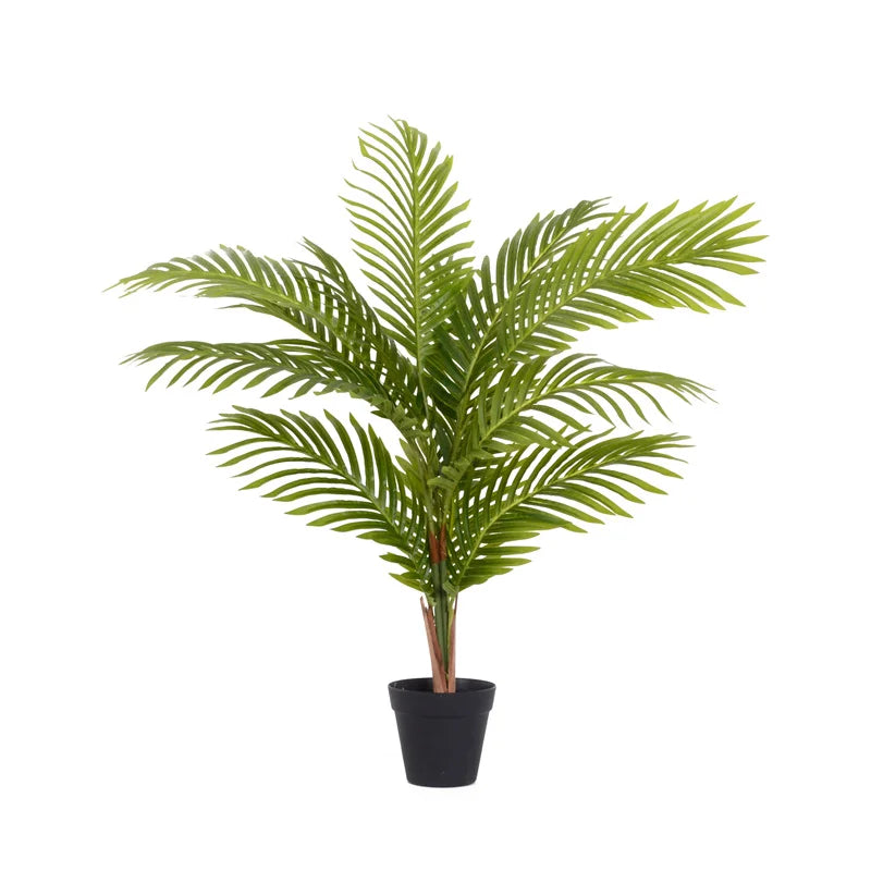 GS03-08001A Wholesale Factory Price Ombre Kwai Fishtail Palm Dypsis Lutescens