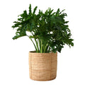 Plant Pots Luxury Flower Pots with Tassels for Home Garden Decor New Arrival Round Shape Rattan Looking Cement Green CLASSIC T/T