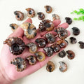 Natural Healing Chakra Reiki Marisa Cornuarietis Ammonite Fossil Specimen for Feng Shui Decoration
