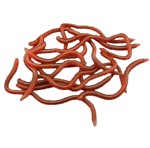 GS5210 Cheap Cheap Soft Lure Fishing Simulation Earthworm Red Worms Artificial Fishing Lure Tackle Lifelike Fishy