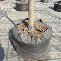 HOKBG 400 Litre Anti-UV Heavy Duty PP Fabric Pots Breathable Flower Planting Bag and Fruit Olive Art Shape Tree Nursery Grow Bag