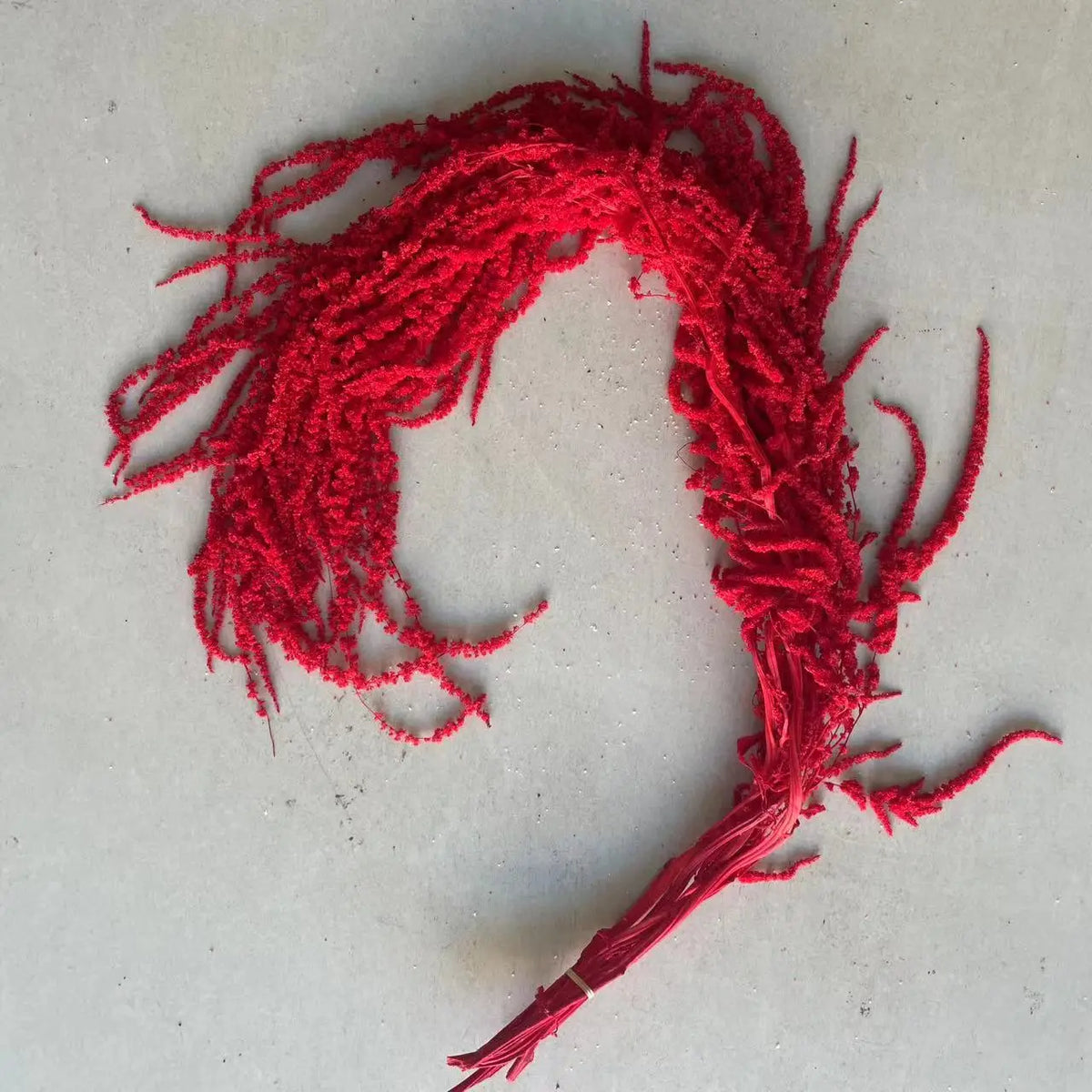 Wedding Decoration Flowers Preserved Amaranth Eternal Hang Amaranthus Flower for Home Decor