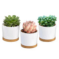 Dropshipping Succulent Pots 3.31 Inch Small Ceramic Succulent Pots With Drainage White Succulent Planters Flower Pots for Plant MegaBDM