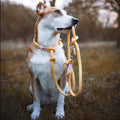 Wholesale Custom Round Braided Polyester Dog Collar & Rope Leash with Animal Pattern Durable Macrame Handmade Reflective Alloy