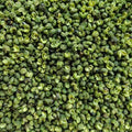 X012 Hanyuan Qing Hua Jiao Food Grade Zanthoxylum Armatum for Cooking