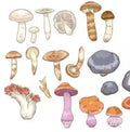 Mushroom Packing Best Fresh Food Wrap Transparent Pvc Cling Film