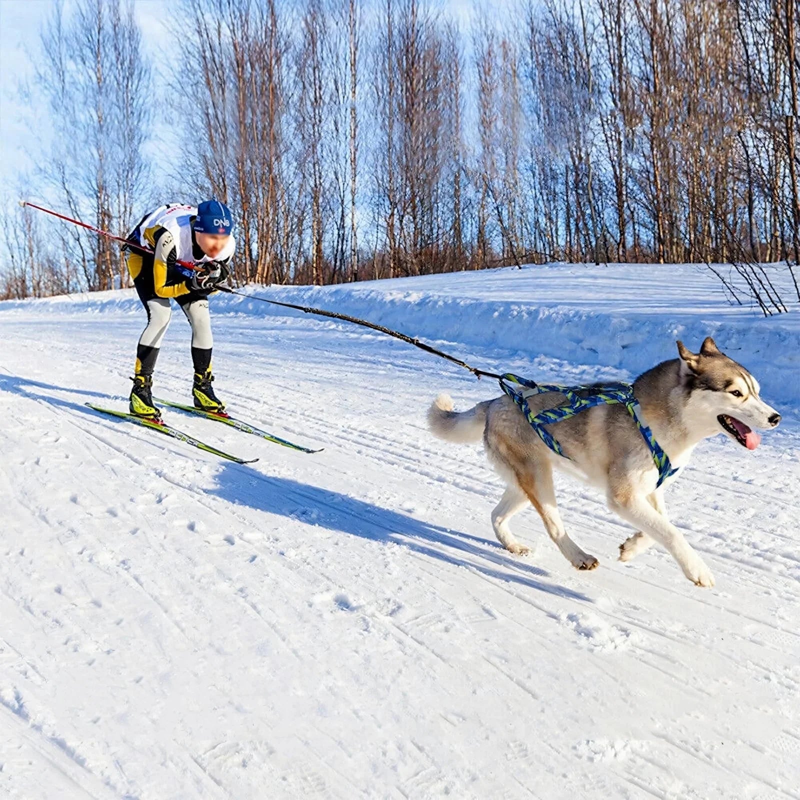 2024 Luxury Dog Harness for Medium Large Dogs Breakaway Feature Speed Training Work Out Dog Sled Harness for Weight Pulling