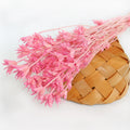 Factory Supply Dried Flower Preserved Octagon Flower for Home Decoration