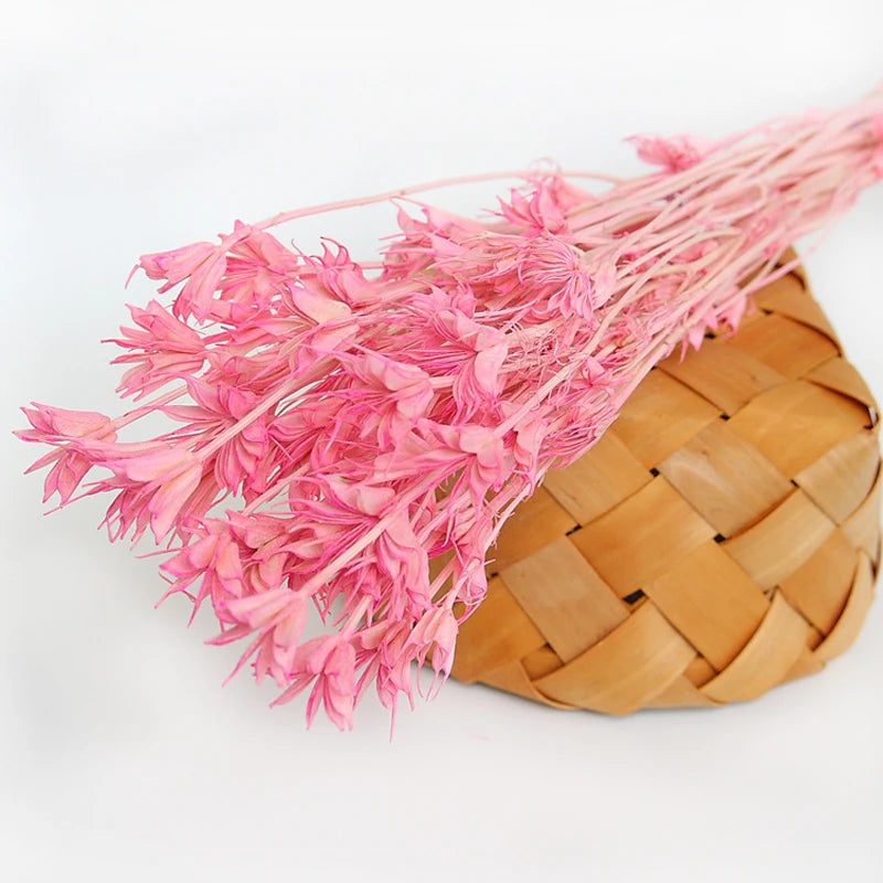 Factory Supply Dried Flower Preserved Octagon Flower for Home Decoration