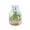 Clear Plant Tissue Culture Glass Flasks 500ml Screw Cap Plastic Seedling with Custom Logo
