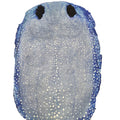Porcupine Devil Skin Polished Fish Leather Grain stingray Leather with Custom Colors for Wallet Belt Handbag Furniture