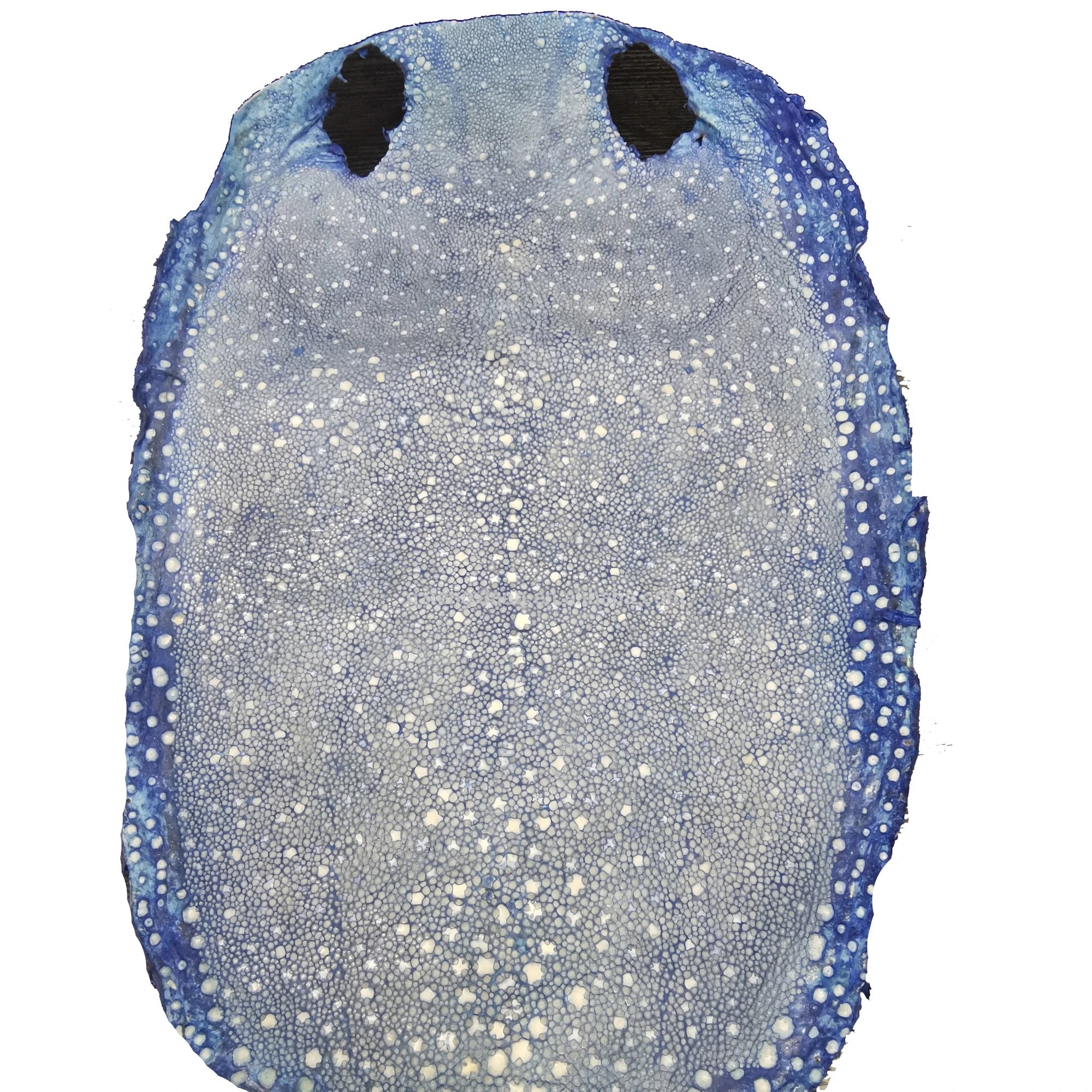 Porcupine Devil Skin Polished Fish Leather Grain stingray Leather with Custom Colors for Wallet Belt Handbag Furniture