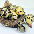 New Arrival Bulk Polished Unique Stones Natural Dragon Septarian Sphere Quartz Septarium Crystal Ball for Rieki Healing