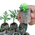Biodegradable Non-Woven Nursery Bags Solid Plants Grow Bags Fabric Seedling Pots Plants Pouch