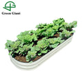 Huizhou Green Giant 8'' Tall 150x60x20cm Round Metal Modular Corrugated Raised Garden Bed Kit(4n1)