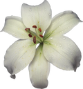 White Lily Absolute Essential Oil for Candle Soap Perfume Making - 100% Pure Natural Plant Extract Aromatherapy Oil