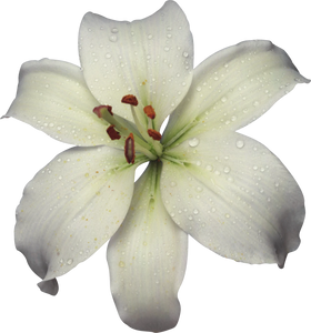 White Lily Absolute Essential Oil for Candle Soap Perfume Making - 100% Pure Natural Plant Extract Aromatherapy Oil
