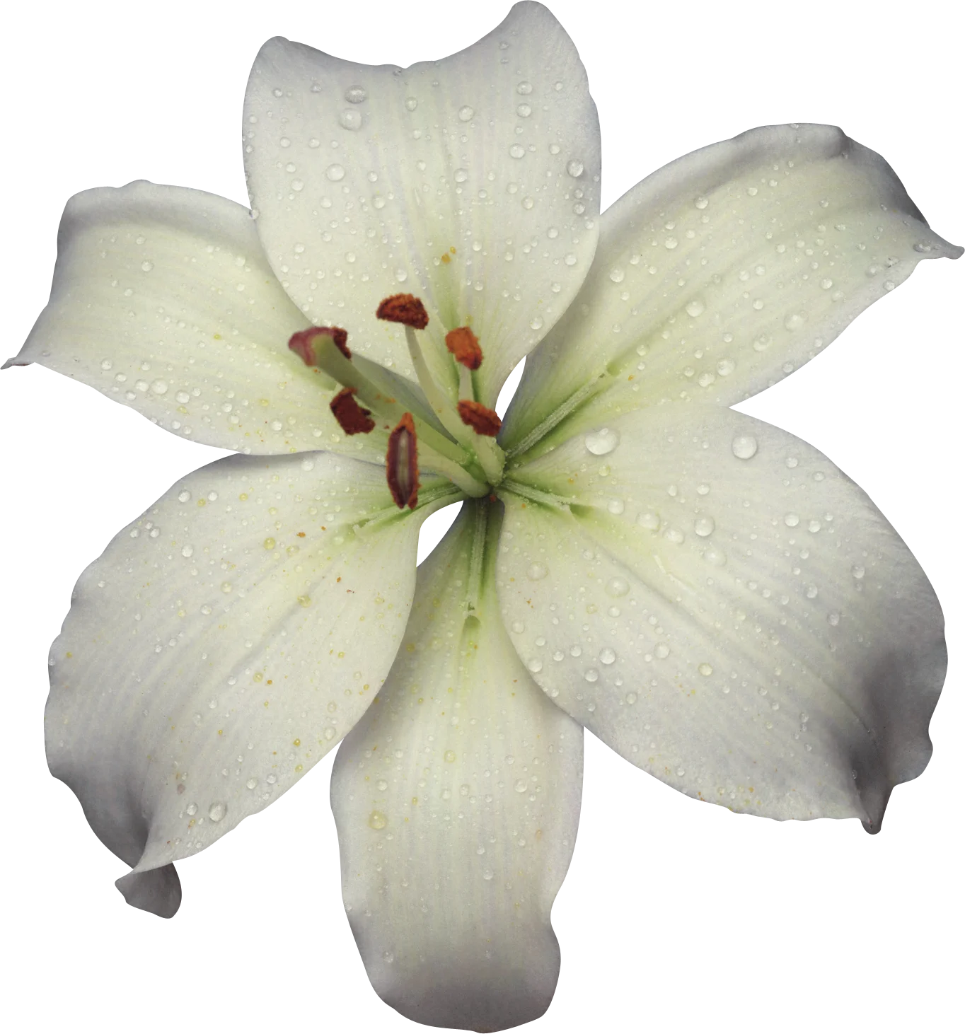 White Lily Absolute Essential Oil for Candle Soap Perfume Making - 100% Pure Natural Plant Extract Aromatherapy Oil