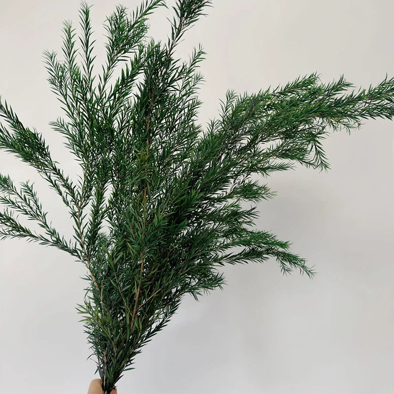 Immortal Melaleuca Bracteata Natural True Flower Material Flower Art Flower Arrangement and Accessories Restaurant Decoration