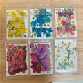 M-1418 High Quality Petals Makeup Cheap  Real Natural Dried Pressed Flowers