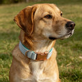 Comfortable Breathable Dog Collar Made From Luxury Velvet Material with Gold Buckle Light Green for Small and Big Dog in Stock MegaBDM