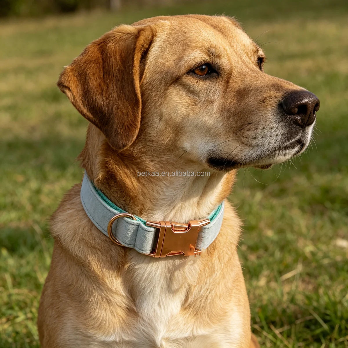 Comfortable Breathable Dog Collar Made From Luxury Velvet Material with Gold Buckle Light Green for Small and Big Dog in Stock MegaBDM