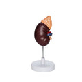 Medical Science  Teaching Aid Kidney Model Detachable 2-part  1.5x Magnification  Kidney Organ Human Anatomy Model