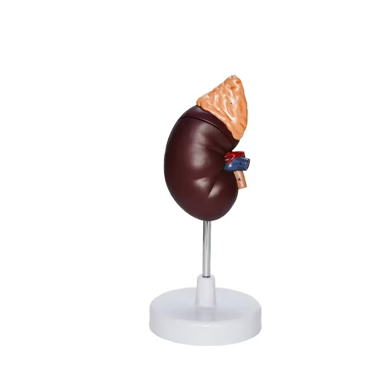 Medical Science  Teaching Aid Kidney Model Detachable 2-part  1.5x Magnification  Kidney Organ Human Anatomy Model
