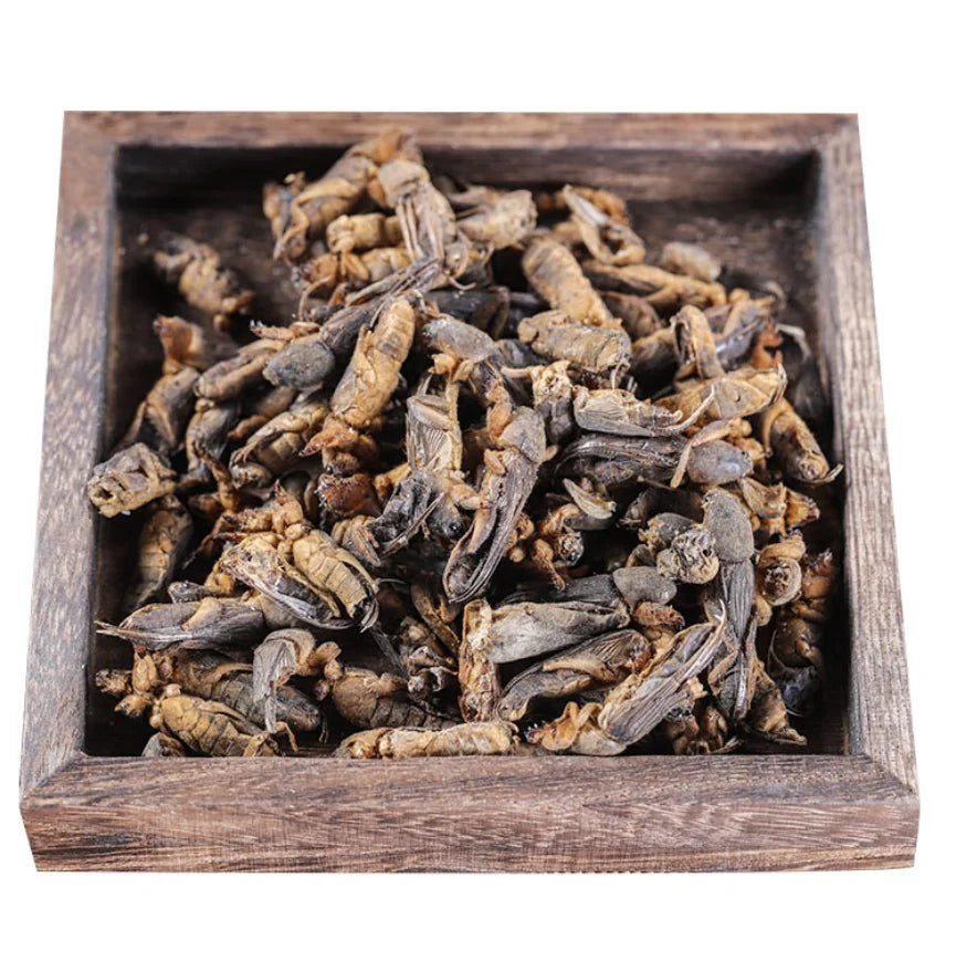 Lougu Best Selling Gryllotalpa Orientalis Raw Wholesale Raw Natural Whole Dried Gryllotalpa Orientalis for Sale