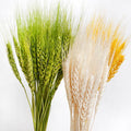 G105 Natural Ear of Wheat Grain Flowers Dry Grass Bunch Diy Arrangements Dried Wheat Sheaves Stalks Bouquet
