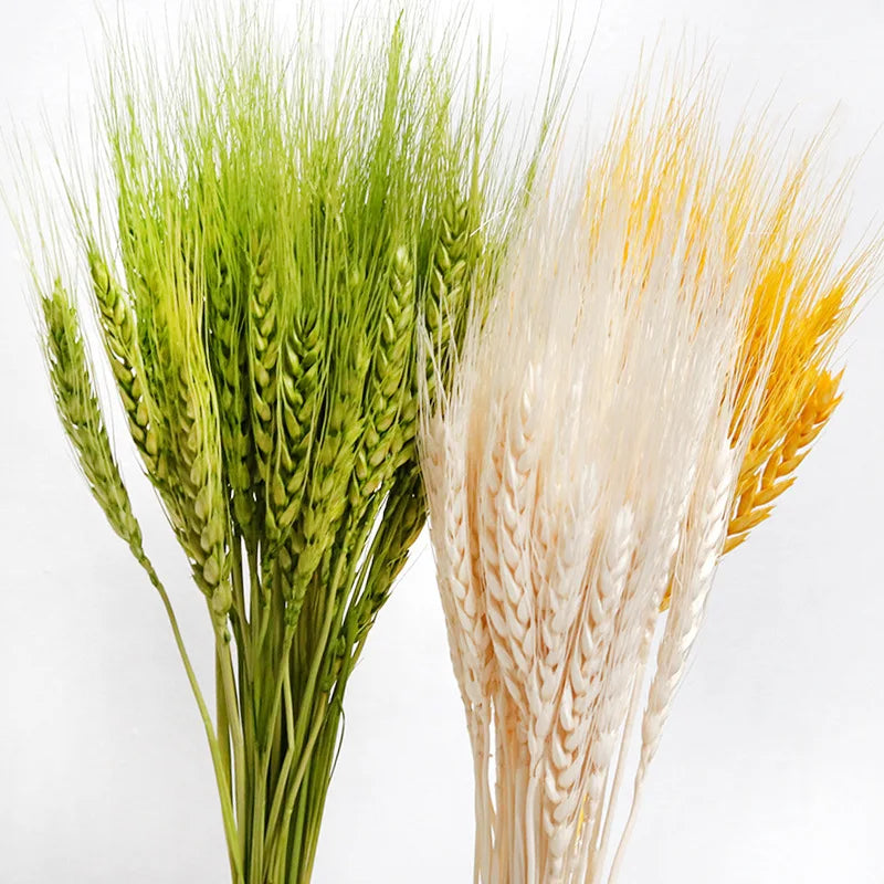 G105 Natural Ear of Wheat Grain Flowers Dry Grass Bunch Diy Arrangements Dried Wheat Sheaves Stalks Bouquet