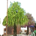 Decorative Hotels Use Silk Flowers Tree ArtificialTree