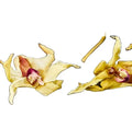 500g Whole Dendrobium Candidum Flower Natural Raw Dried Dendrobium Candidum Flowers for Tea