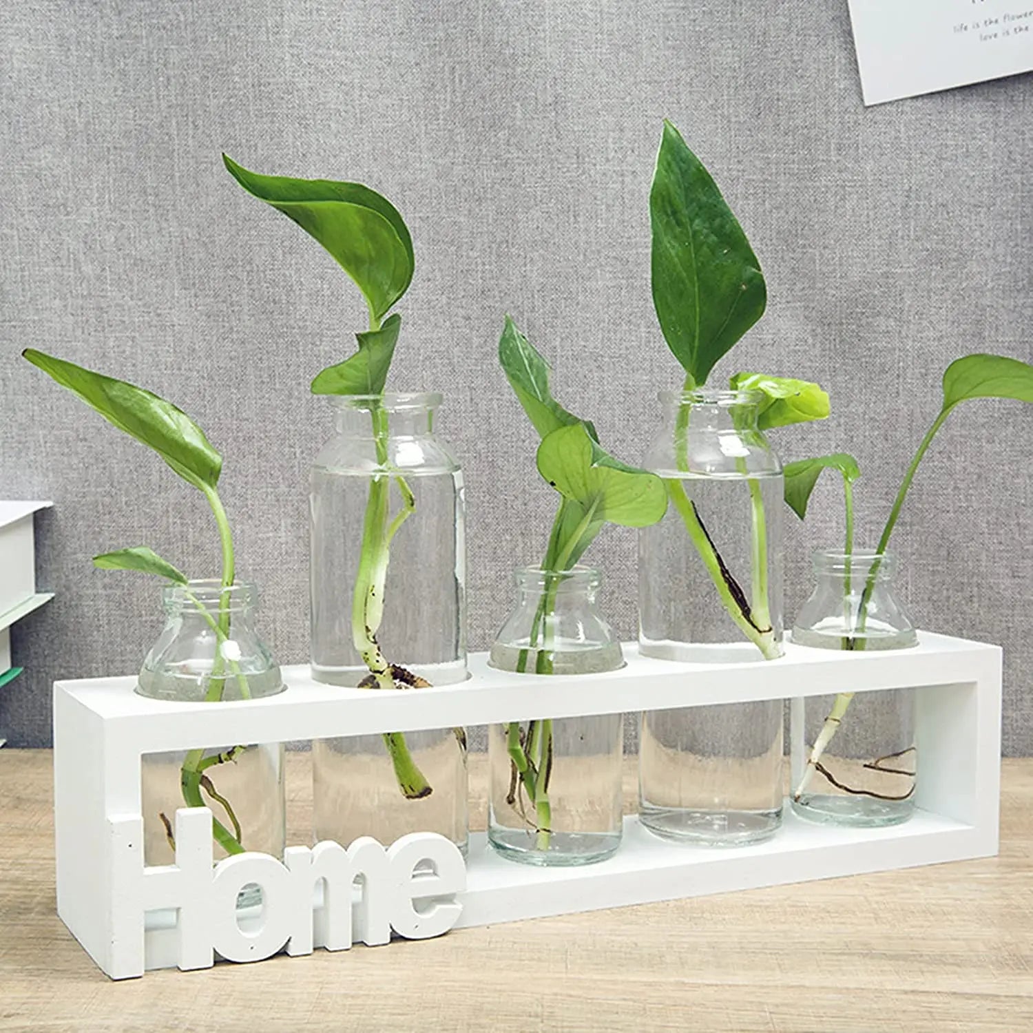Desktop Decoration Aquatic Plant Propagation Station  Glass Vases and a Solid Wood Stand Glass Vase