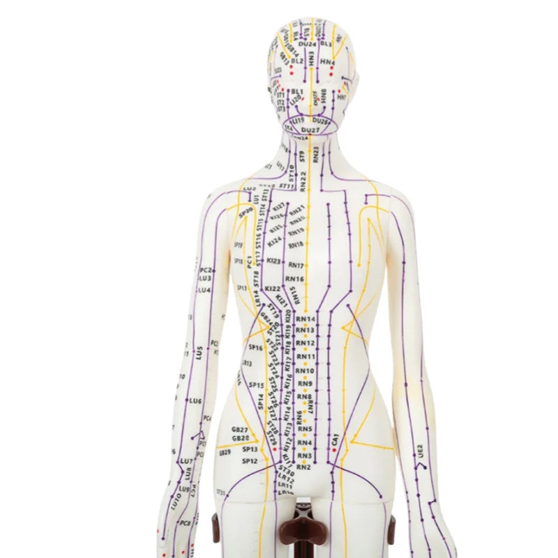 52cm Tall Yellow White Male Human Model with English Acupuncture Point Soft PVC Material