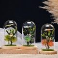 Home Decor Microlandscape Mini Green Plant Glass Over Dome Bryophyte Office Desktop Decoration