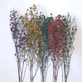 Wholesale Natural Preserved Stirlingia Flower for Decorative Flowers
