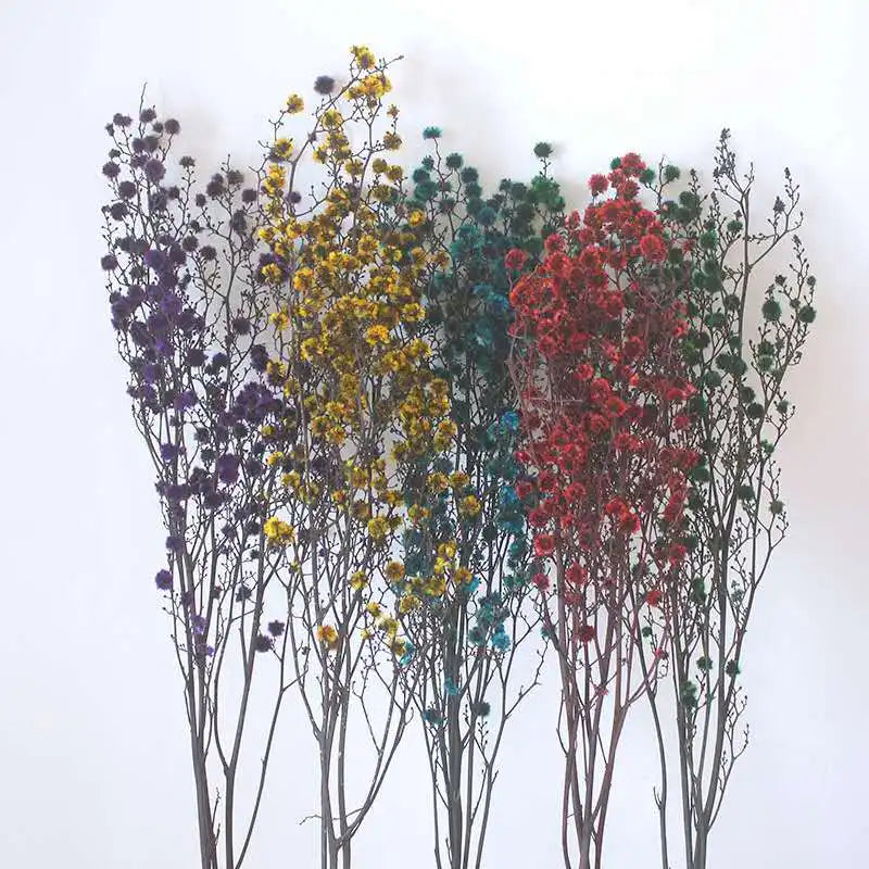 Wholesale Natural Preserved Stirlingia Flower for Decorative Flowers