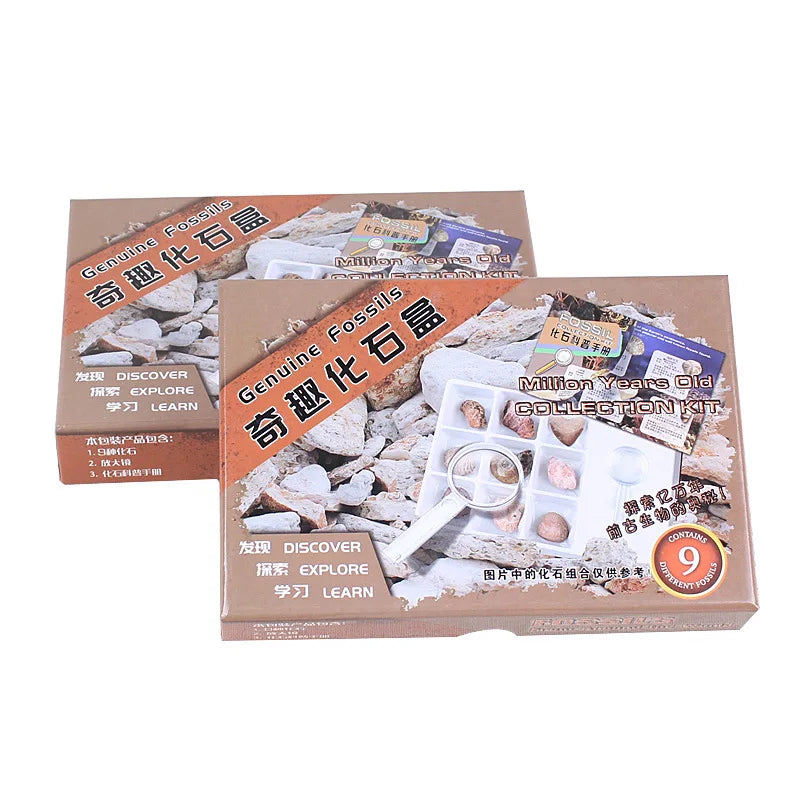 Natural FishTeeth Ammonites Educational Toys for Kids Science Specimen Kit Stone Crafts for Home Decoration