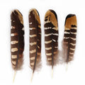 Hot Sale Wholesale Cheap Pheasant Feather of Venery Pheasant Wing Quills