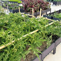 26Y Hot Sell Plastic Raised Garden Bed  Self  Watering Plastic Elevated Planter Box Kit With Legs and Drainage Holes for Flowers