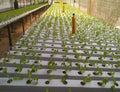Industrial Greenhouse Vertical PVC Square Pipe Hydroponic White 100*100 Growing Systems Nft Channel Reference