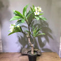 Artificial Plant Tropical Plumeria Flowers Tree Plants in Black Pot Hawaiian Frangipani Tree Floor for Home Office Wedding Decor
