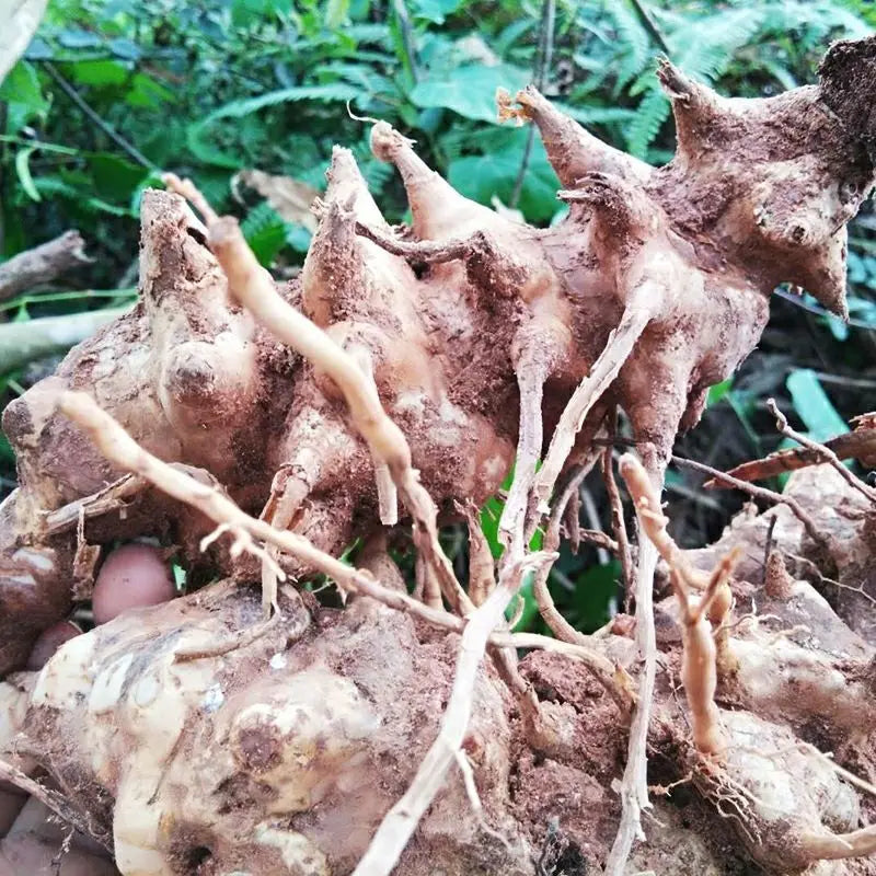 Herb China Chini Chopcini Root Chop Chini Chopcini Rhizome for Sale