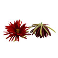 New Premium Night Blooming Cereus Rooted PlantsEpiphyllum Orchid Cactus Fragrant Orchid CactusArtificial Flower for DIY Decor