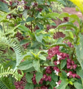 Dried Clerodendrum Fortunatum All-grass of Redcalyx Glorybower Slices for Sale