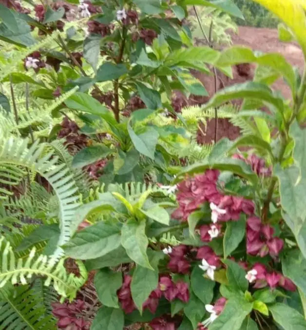Dried Clerodendrum Fortunatum All-grass of Redcalyx Glorybower Slices for Sale